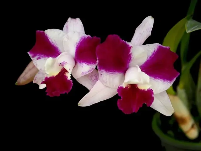 Laeliocattleya Purple Cascade 'Beauty Of Perfume'