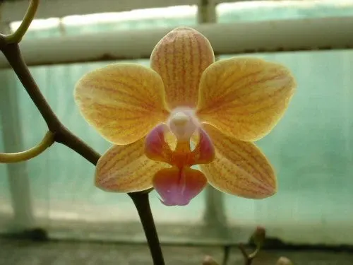 Phalaenopsis BROTHER PICO STRIPER