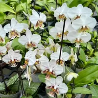 Phalaenopsis stuartiana white form