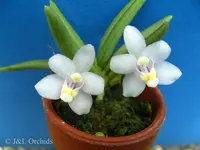 Pteroceras semiteretifolia, mounted
