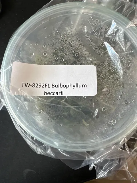 Bulbophyllum beccarii (Bulbophyllum)