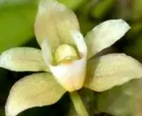 Orchid Seedling 50mm Pot size Thrixspermum saruwatarii species