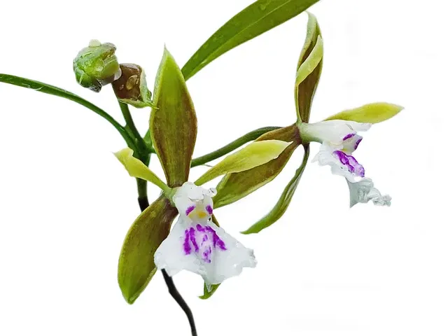 Epidendrum tetraceros (Epidendrum)