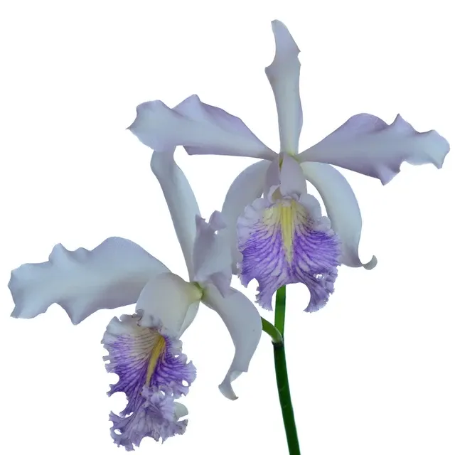 Cattleya Dominiana coerulea