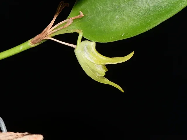 Stelis chlorina (Stelis)