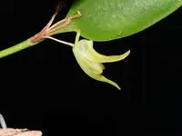Stelis chlorina