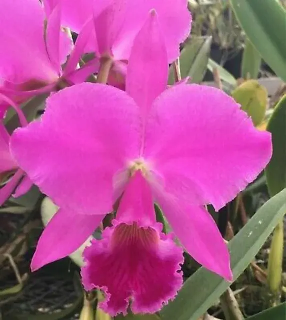 Cattleya labiata rubra 'Itapua' x labiata rubra 'Scarlet Fire' (Cattleya)