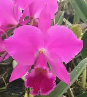 Cattleya labiata rubra 'Itapua' x Cattleya labiata rubra 'Scarlet Fire'