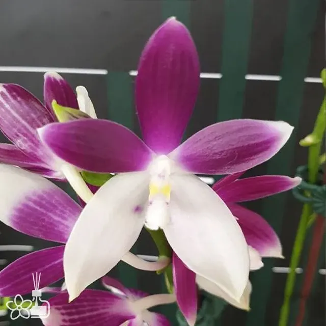 Phalaenopsis speciosa 'Elegance'