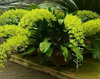 Monster Gram. scriptum v. citrinum 3 spikes! (808) bushy sprays 6-8" pot