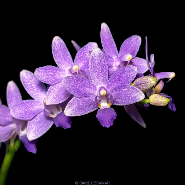 Phalaenopsis Summer Rose - Parfumat 'Blue Star'