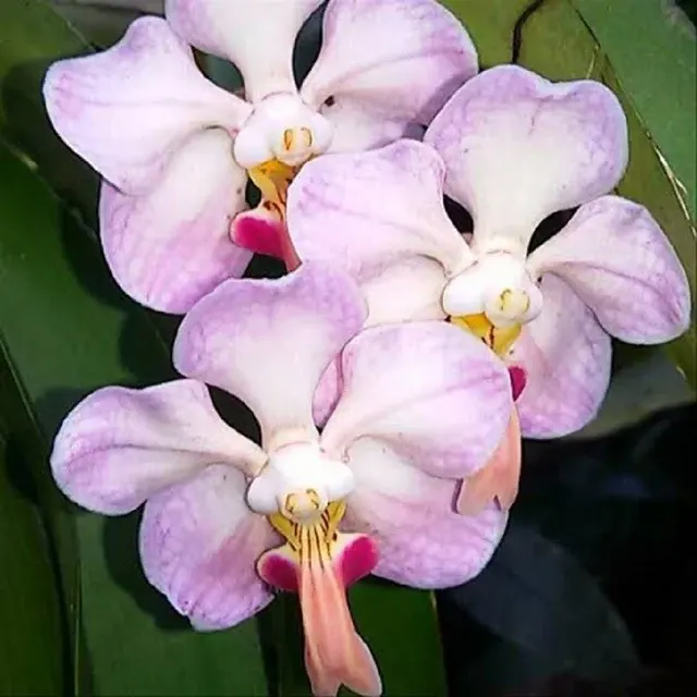 Vanda foetida sp (Vanda)