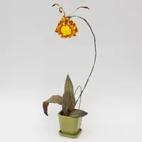 Psychopsis Mendenhall' Hildos' FCC/AOS
