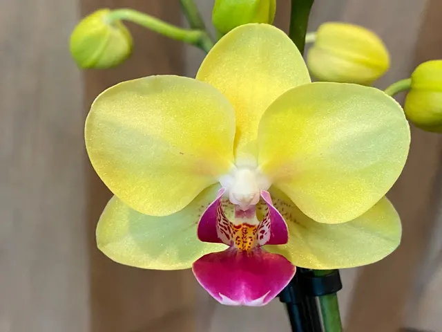 Phalaenopsis Dtps. I-Hsin Gold Alliance