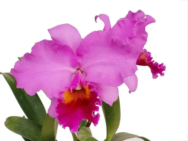 Brassolaeliocattleya Strong Men (Brassolaeliocattleya)