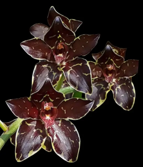 Grammatophyllum Pakkret Armada 'Daimyo'