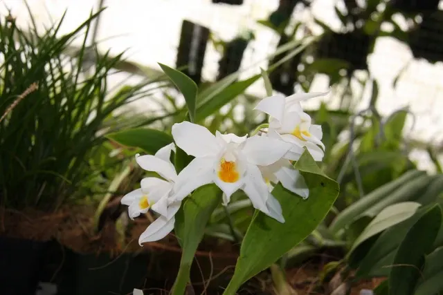Coelogyne mooreana