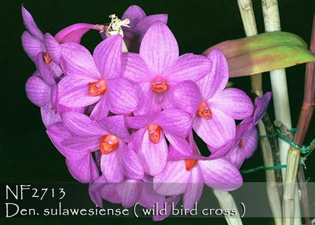 Dendrobium sulawesiense 'Note: Husky Plant, Limited' (Dendrobium)