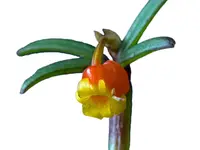 Mediocalcar decoratum