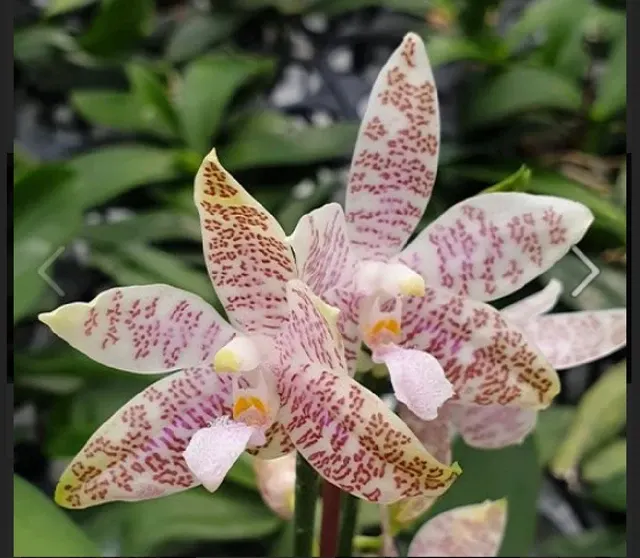 Phalaenopsis hieroglyphica x sib
