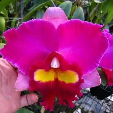 Rhyncholaeliocattleya Elegant Dancer