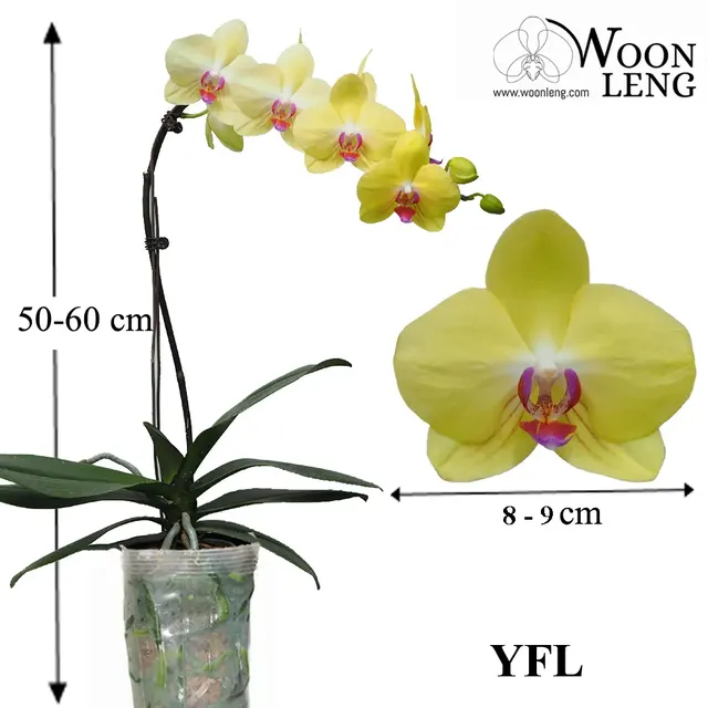 Phalaenopsis YFL (Phalaenopsis)