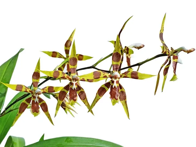Oncidium armatum (Oncidium)