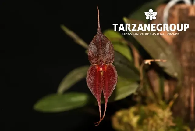 Lepanthes Tomas Bajza (Lepanthes)