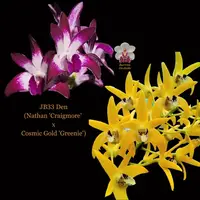 Dendrobium Orchid Seedling. JB33 Den (Nathan 'Craigmore' x Cosmic Gold 'Greenie')