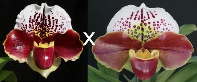 Paphiopedilum Sparks And Thunder