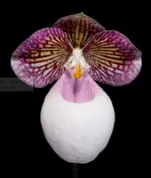 Paphiopedilum micranthum var. ebureum x sib