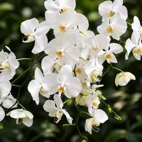 Phalaenopsis aphrodite