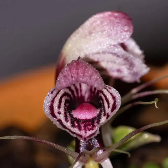Corybas shanlinshiensis (Corybas)