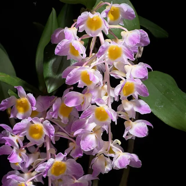 Dendrobium amabile (Dendrobium)