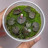 Corybas ecarinatus