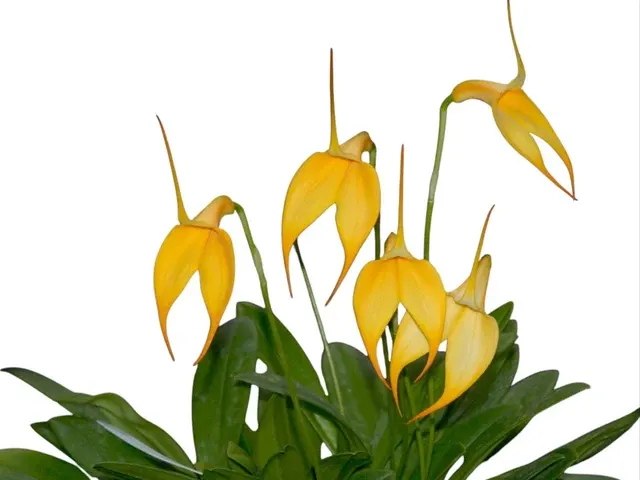 Masdevallia Denis Roessiger 'Sol Andino' (Masdevallia)