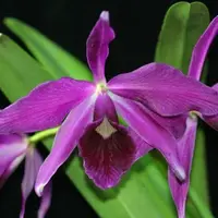 C. purpurata f. sanguinea x sib