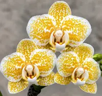 Phalaenopsis Rancho Bariloche Blooming Size