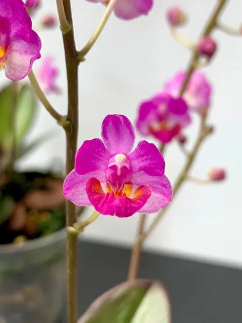 Phalaenopsis San Shia Appendo