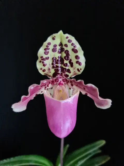 Paphiopedilum henryanum (Paphiopedilum)