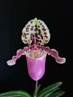 Paphiopedilum henryanum BS