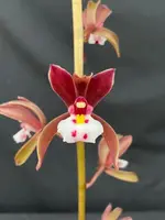 Cymbidium atropurpureum (6" HB)