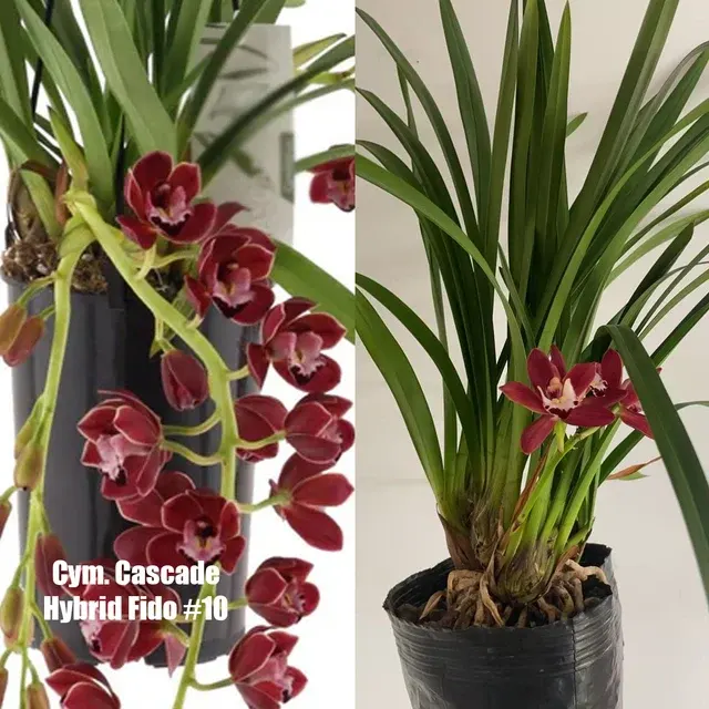 Cymbidium Cascade 'Fido'