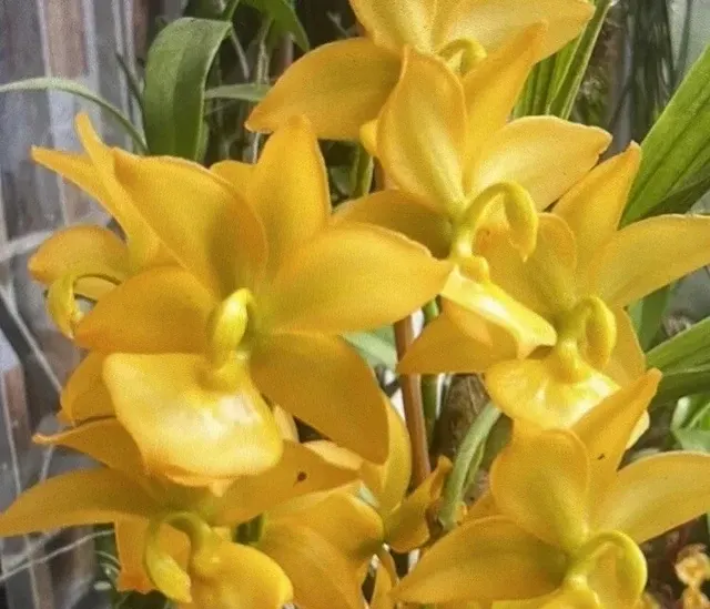 Cycnoches Taiyhoung No. 1 Smtoga (Cycnoches)