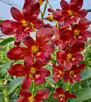 Brown 412 Seedling