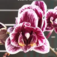 [Bare-root][Import AS-IS] #PA# Phal. Miki Black Angel '364' (peloric - 2 eyes) 美琪黑天使 '364' [2.5" BS][Sept Preorder 26]