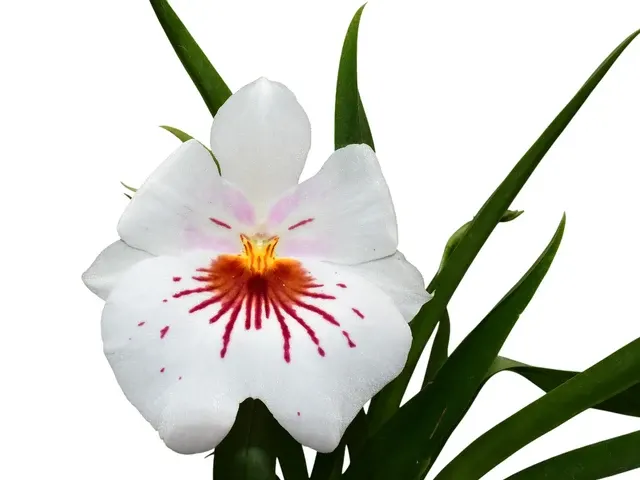 Miltoniopsis Reina Del Cisne (Miltoniopsis)