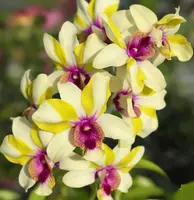 Ready to Flower Size Dendrobium Star 41