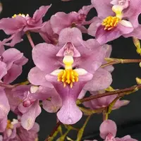 Flowering select Oncidium species CC26/038