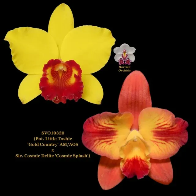Cattleya Orchid SVO10320 'Gold Country'